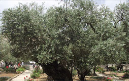 Olive Trees Israel